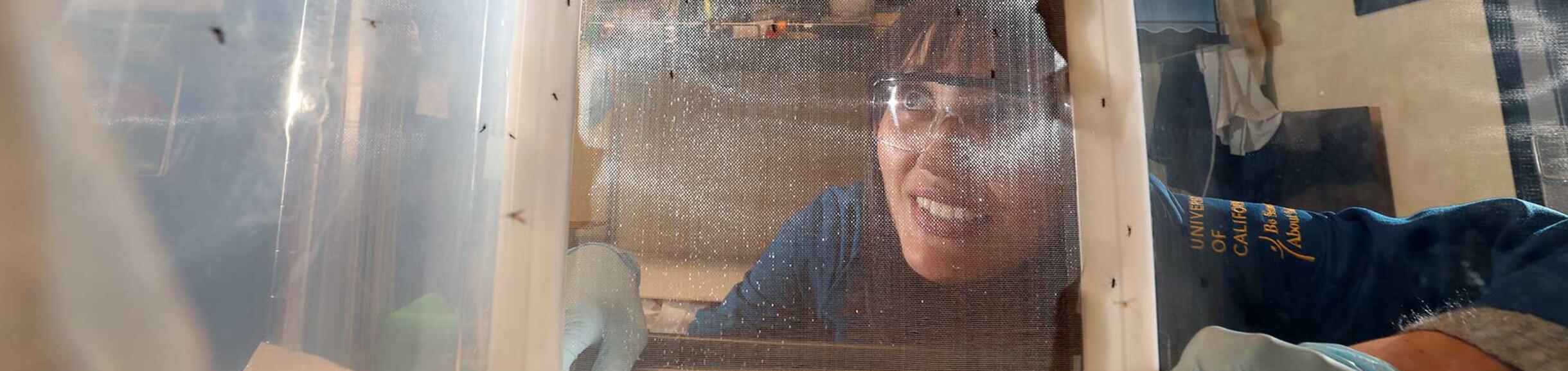 student looking at insects in a screened cage in a Genomics lab